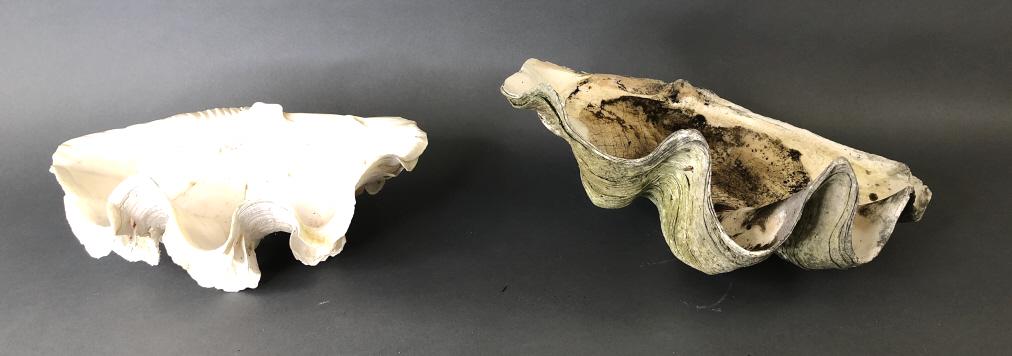 2 Large Clamshells (1 of 9)