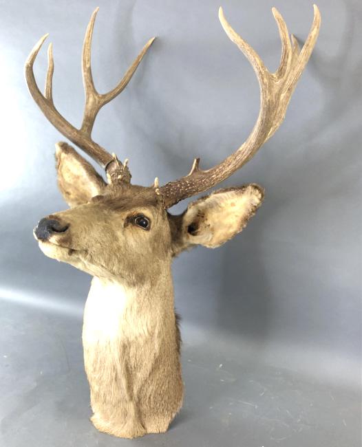 8 Point Deer Mount - Taxidermy (1 of 6)