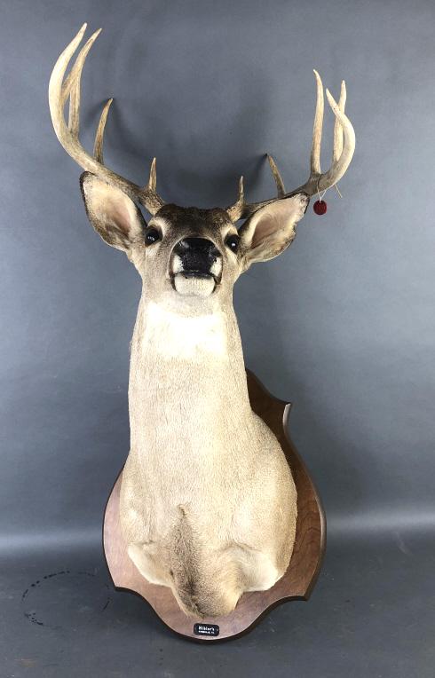 Deer Mount on Wood - Taxidermy (1 of 6)