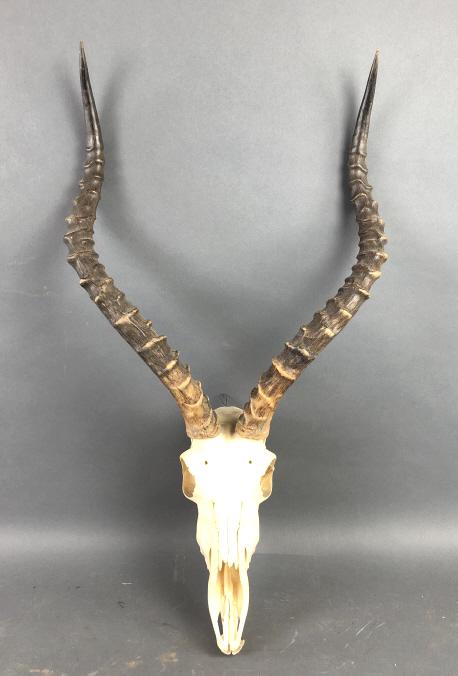 African Impala Skull and Horns (1 of 8)