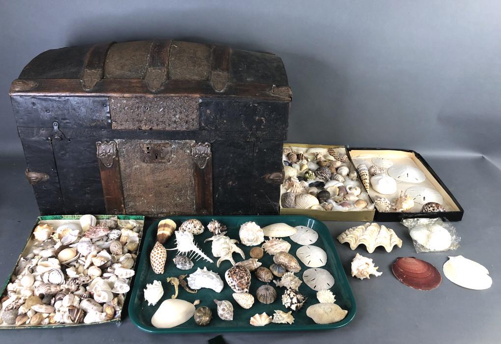 Collection of Sea Shells and Trunk (1 of 12)
