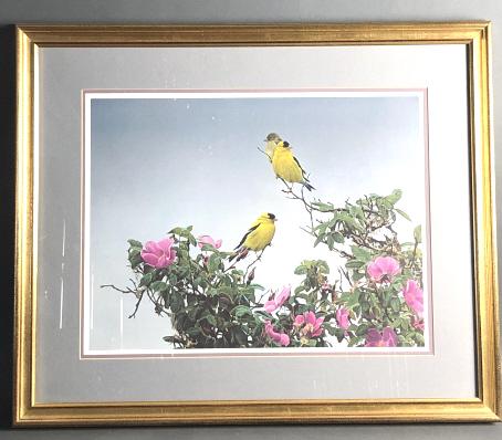 Terry Isaac Print - 3 Yellow Birds (1 of 4)