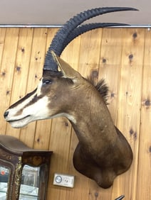 Taxidermy African Sable Antelope Shoulder Mount