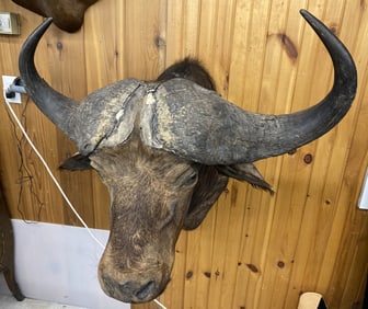 Taxidermy African Cape Buffalo