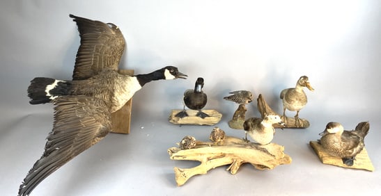 Group of 6 Game Birds and Other Taxidermy