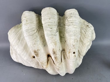 Giant Clam Shell