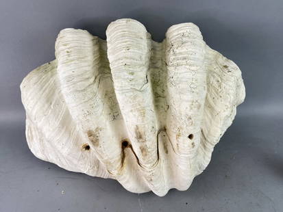 Giant Clam Shell: Giant Clam Shell. 16"h x 22 1/2"w Condition: Overall wear, needs cleaning.
