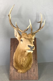 10 Point Elk Mount