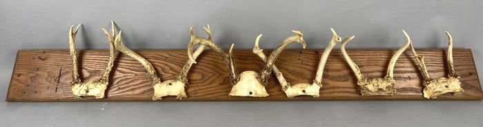Group of 6 Deer Mounts on Wood Plaque