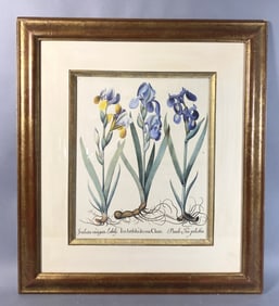 Botanical Illustration of 3 Iris Varieties
