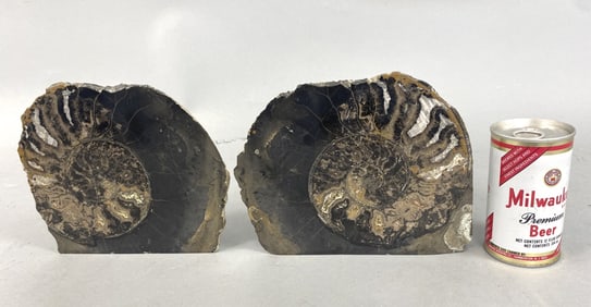 2 Fossil Ammonite Halves