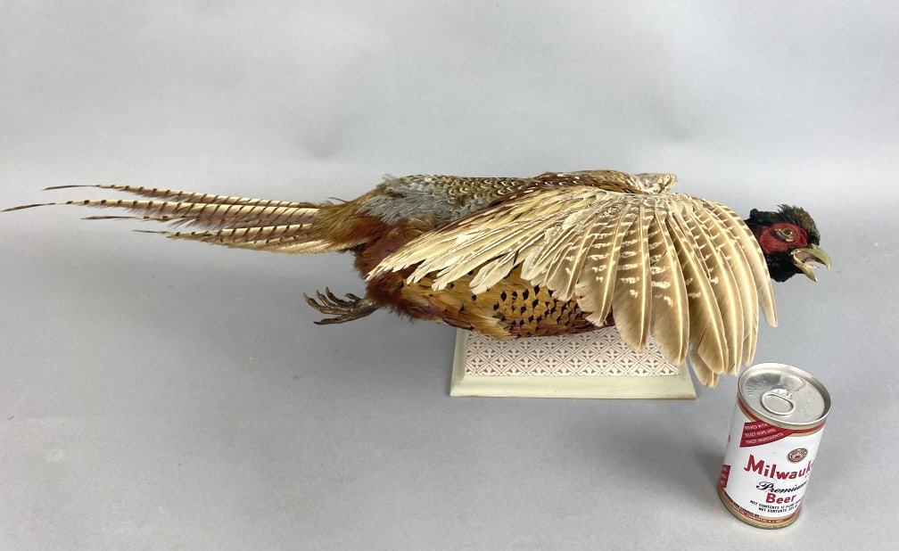 Taxidermy of Ring Neck Pheasant (1 of 3)