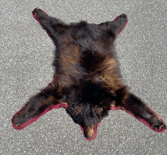 Bear Skin Rug: Bear Skin Rug 67"h x 44"w