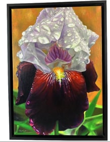 David Clark Purple Iris