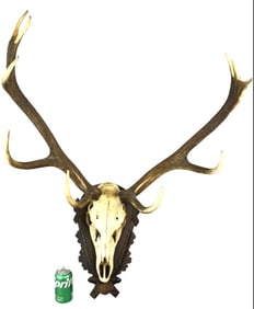 Black Forest Elk Mount