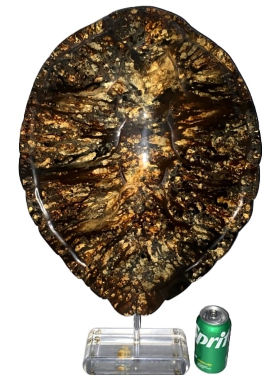 Faux Sea Turtle Shell (1 of 4)