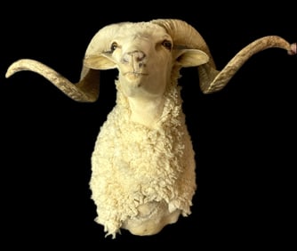 Santa Cruz Ram Trophy Mount