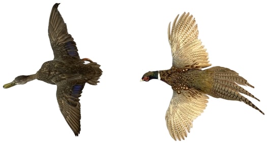 Pheasant & Duck Trophy Mounts