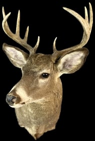 White Tail 10 Point Buck Deer Mount