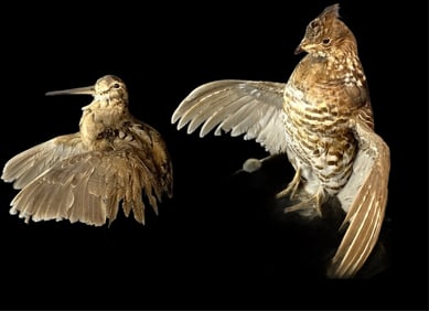 Timberdoodle & Grouse Trophy Mount