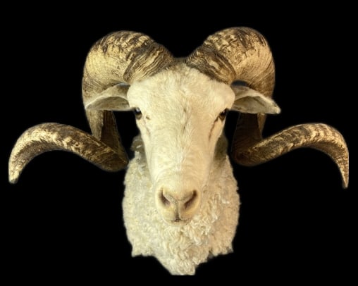 Santa Cruz Ram Trophy Mount. (1 of 4)