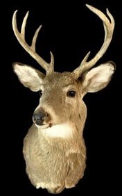 White Tail 8 Point Buck Deer Mount