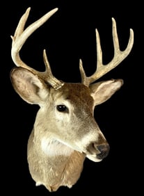 White Tail 9 Point Buck Deer Mount