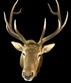 13 Point Elk Trophy Mount