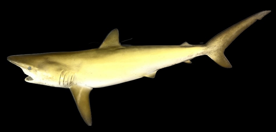 Shark Mount (1 of 5)