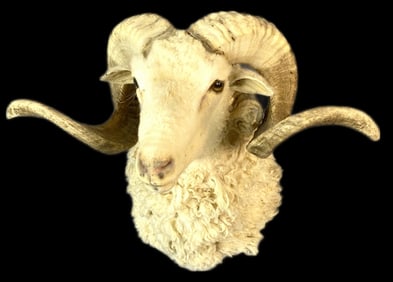 Santa Cruz Ram Mount