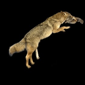 Full Coyote Mount w/ Grouse in Mouth