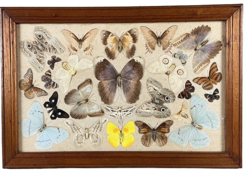 Framed Entomology Butterfly Display: Framed entomology display. Butterfly specimens. Sight measures 13"h x 21"w. Condition: Some wear to mounting.