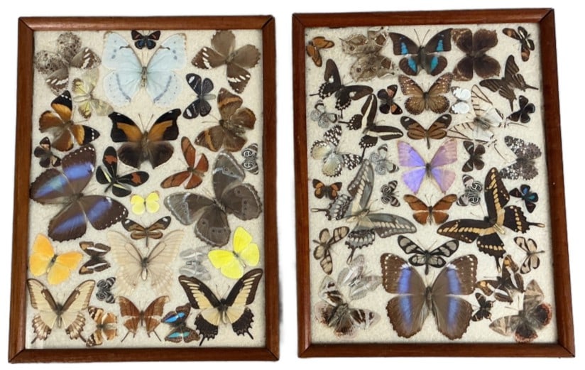 Pair of Framed Entomology Butterfly Displays: Pair of framed entomology displays. Butterfly specimens. Sight measures 15.75"h x 11.5"w. Condition: Some wear to mounting.