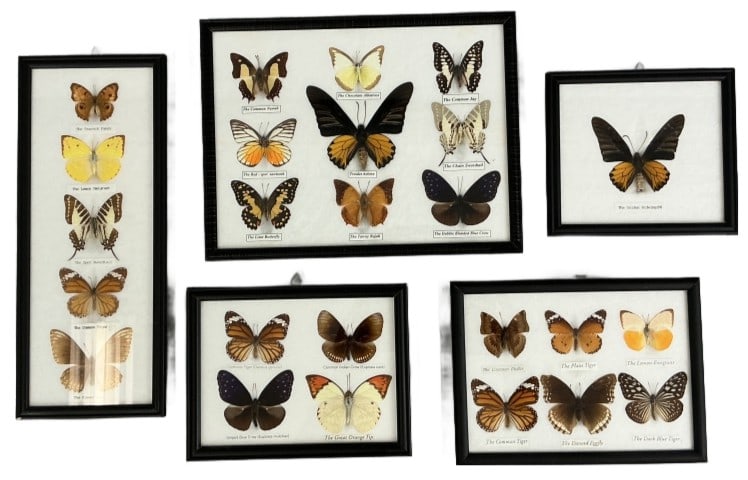 Grouping of Entomology Butterfly Displays (1 of 7)