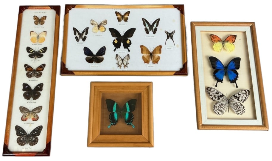 Grouping of Entomology Butterfly Displays (1 of 6)