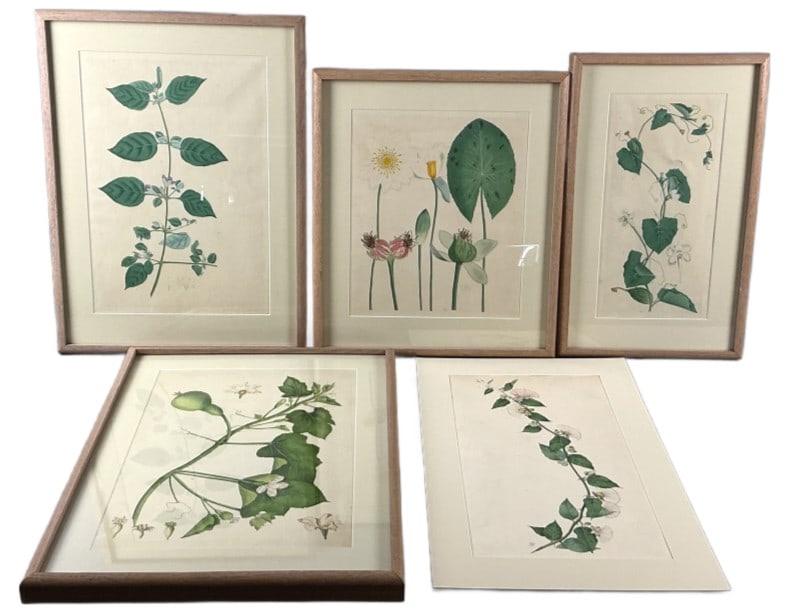 5 Botanicals, Bellenden Ker (English, 19th C): Grouping of botanical prints and 2 watercolor paintings. Comprised of: A watercolor painting attributed to Charles Henry Bellenden Ker (English, 1785?-1871). Signed lower left, B. K. 1 framed watercol
