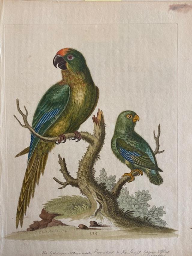 Handcolored Ca. 1750's George Edwards Bird Print (1 of 1)