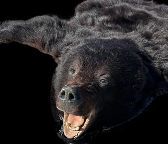 Taxidermied Black Bear Pelt Rug Wall Hanging Juneau Alaska