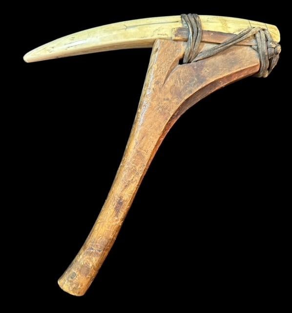 Early 19th Century Walrus Tusk Root Pick Tool: Walrus tusk root pick. Split walrus tusk that has been pierced and grooved for attachment to wooden handle. Bound with course leather thong. 12"x10" Light scrimshaw design. Domestic shipping $16.