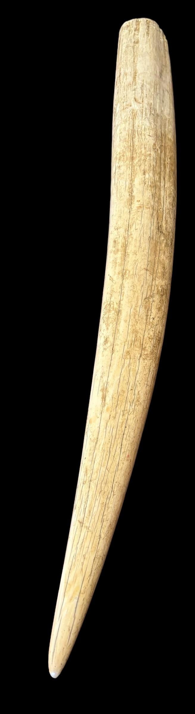 Vintage Large Walrus Tusk: Walrus tusk with natural black crazing and striations. Weight approx. 5pounds, 12 ounces. Measures 28". Domestic shipping $40.