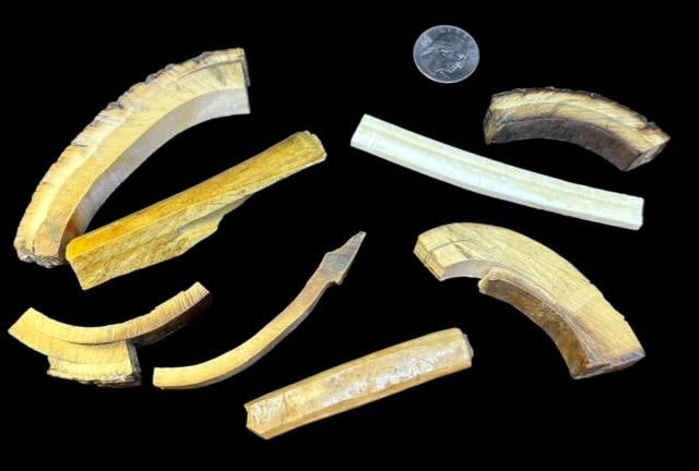 Lot of Eight Prehistoric Fossilized Tusk Fragments: Lot of eight prehistoric fossilized tusk fragments. Quarter for size. One fragment has straight lines carved in it. Domestic shipping $12.