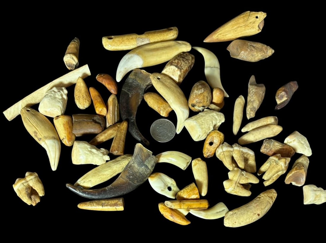 Huge Lot of Alaskan Fossilized Teeth, Bone Claw Fragements: Lot of assorted Inuit/Alaskan fossilized claws, teeth and bone fragements. Quarter for size. Domestic shipping $16.