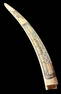 Eskimo/Inuit Carved Walrus Tusk Cribbage Board Scrimshaw