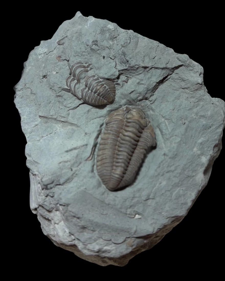 Two Fossilized Trilobites - Flexicalymene Meeki on Rock (1 of 2)