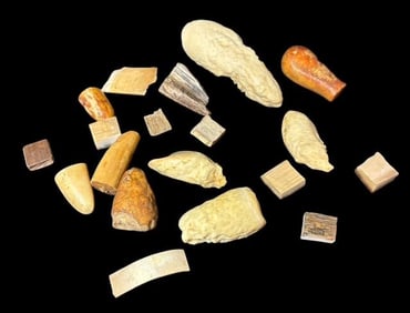 Lot of Alaskan Fossilized Fragments Bones, Teeth, Tusk