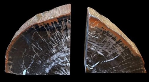 Pair of Petrified Wood Bookends