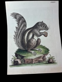 Antique 1742 George Edwards Hand Colored Squirrel Book Plate Signed George Edwards