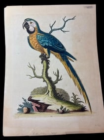 Antique Hand Colored Book Plate - The Blue Yellow Macaw