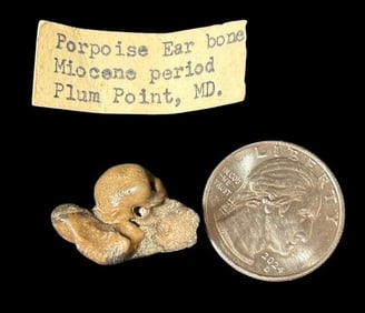 Fossilized Porpoise Ear Bone RARE Miocene Period