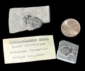 Lot of Two Ancient Trilobite - Flexicalymene Meeki